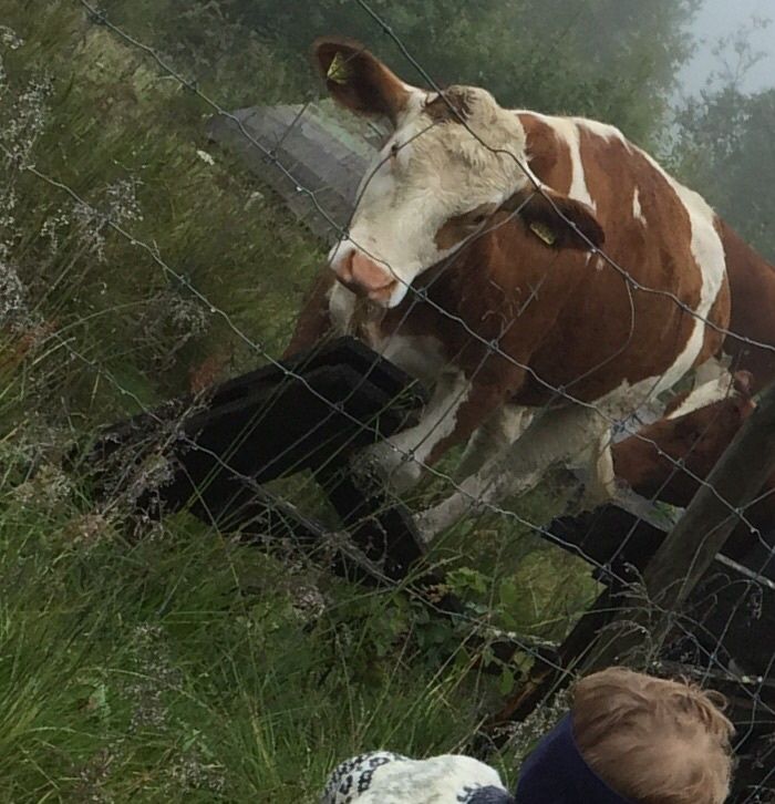 5/8-15: Minste-bonden har i dag vært å sett om noen av kvigene i fjellet. 
